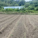 김원섭농장 | 들깨 모종 정식 후기-바른흙농장 들깨밭 관리와 잡초 제거