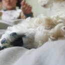 미니어처 우리집 이미지