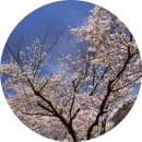 자양벚꽃100리길 | 영천 임고서원 벚꽃 드라이브 강변공원 대구근교 명소 추천