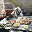 쪼식이 | 서울 강남 애견동반식당 난장캠프에서 캠핑장 느낌내개!
