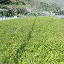 탐복미나리가든 이미지