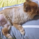 일산동물약국 이미지