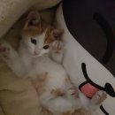 평거동사무소 이미지