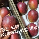 애플망고 거니혀니