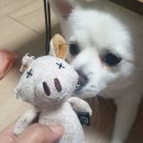 국수나무 매곡점 이미지