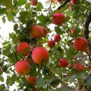 부국농장 이미지