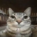 다이브11 이미지