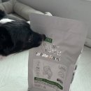 피피도그 이미지