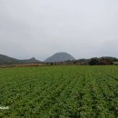 제주 모슬포에서 산방산 사계리까지 비바람을 뚫고 걷다... 이미지