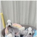 즐거운 애견미용 이미지