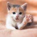 수동물메디컬센터 이미지