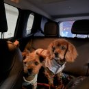 호수가든민박 | 담양 애견동반 2박 3일 🐶 | 관방제림, 죽녹원, 뚝방국수, 담양오일장, 플래티커피, 김순옥찹쌀도너츠...