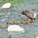 오리여행 이미지