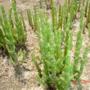 함초농장 이미지