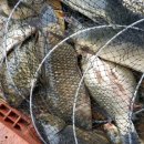 어의곡낚시터 이미지