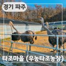 파주 가볼만한곳 타조마을 다양한 체험이 있는 동물농장