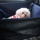 펫택시펫카 이미지