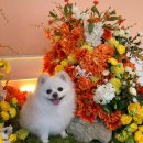 IN-N-OUT주유소 이미지