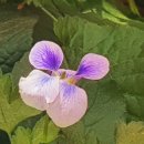 완산공원(아래) 이미지