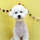 조아펫살롱 이미지