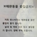 탄스비치 이미지