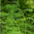 백두산야초