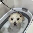 PET PRINCE (애견샵) | [내돈내산] 강남 자곡동 PET꾸밈(펫꾸밈) 믹스견 스포팅 애견 미용 후기