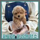 김제강아지 | 김제강아지입양 신뢰할 수 있는 분양 후기
