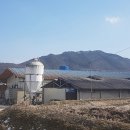 장수양돈 이미지