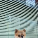 군자애견 이미지