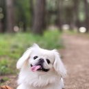 이뿌개 Daum카페