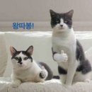 슬기로운견과 | [슬기로운 쇼핑] '내돈내산' 네쇼페 온라인 쇼핑 후기