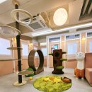 강남 고양이 호텔 미용 츄캣 이미지