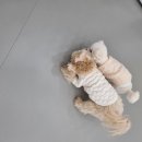 강아지유치원CAREDOGS