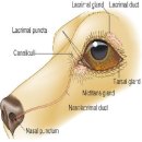 미사늘봄동물병원 이미지