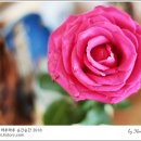묘르신 이미지