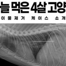 스펀지동물병원 네이버블로그