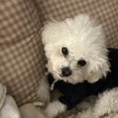 [쥬니로그] 밀어내기 급급한 주간일상