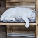 동물보육원 대전서구갈마지부 이미지