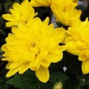 노을연가 이미지