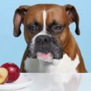 링크늘푸른동물병원 이미지