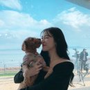 티파니&펫 이미지