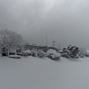 비안도초 이미지