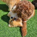 모모댕댕 이미지