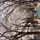 4월2일 서울숲~어린이대공원~아차산 이미지