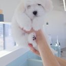 블레스펫 | 블레스펫 다녀온 뒤 강아지분양 고민이 줄어든 이유, 소수 아이들 케어가 핵심