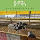 시중 목장 | 파주 룰루목장 체험 프로그램