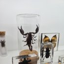 팀버렙타일 이미지