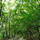 나만의 힐링로드(무악재역-봉원사코스) | [도보] 서대문구 안산자락길