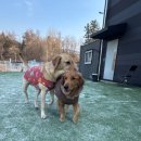 퍼피스카우트 | 🐾 대형견유치원으로 방문한 퍼피스카우트 대형견호텔 후기